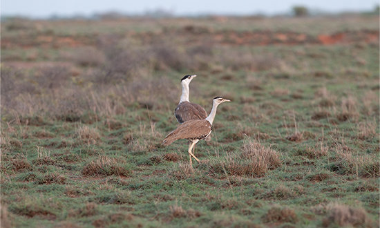 Diageo India supports Gramoday Samajik Sansthan, Government Agencies, and Local Communities to Strengthen Godawan Conservation Efforts