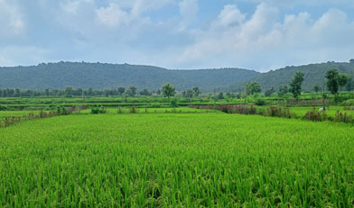 Grain-to-glass sustainability